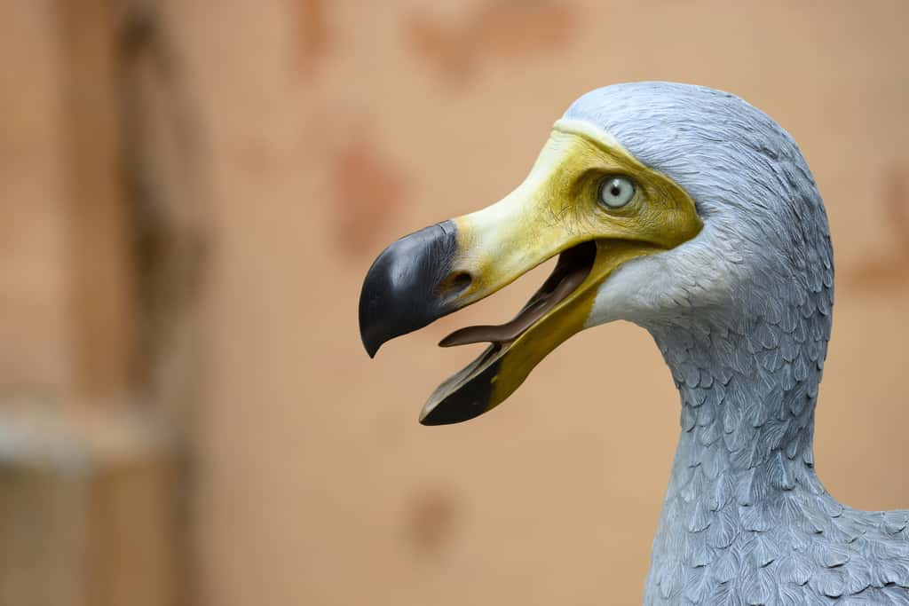 Reconstruction d'un dodo, une espèce éteinte dès 1662. © alessandrozocc, Adobe Stock