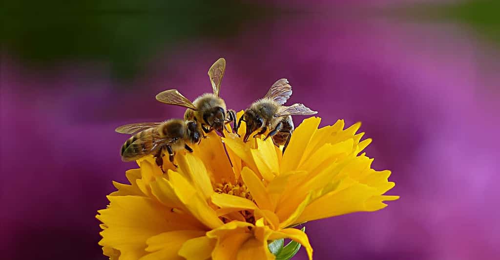 Soutenez la cause des abeilles avec nos Tee-shirts