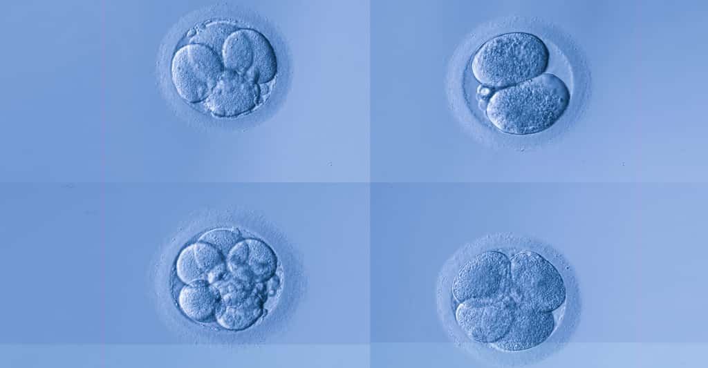 La nidation de l'embryon