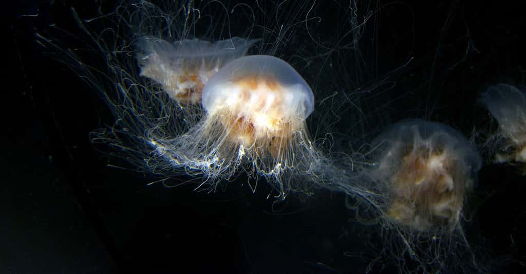 Le monde mystérieux des méduses. © Emdash, DP