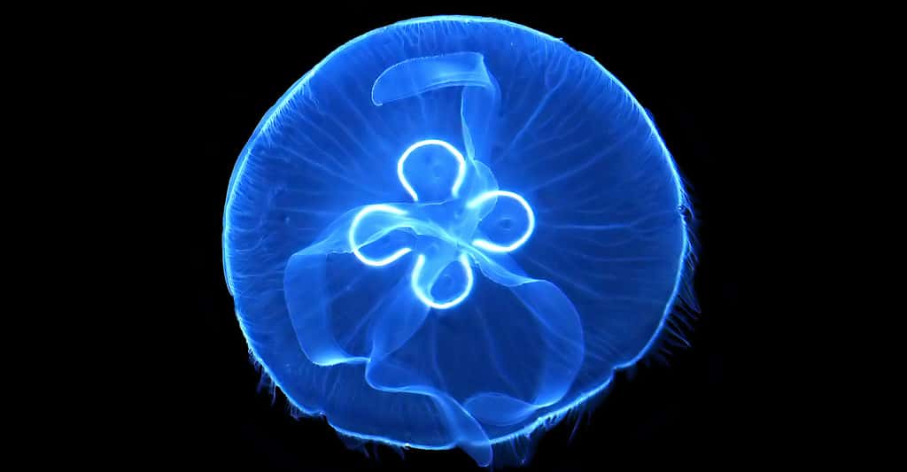 Constitution et mode de vie des méduses. Ici, une méduse commune <em>(Aurelia aurita</em>), ou méduse lune. © Hans Hillewaert, CC by-sa 4.0