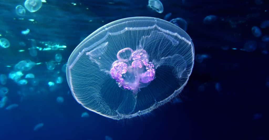 Reproduction des méduses et cycle de vie. Ici,<em> Aurelia</em>. © Alexander Vasenin, CC by-sa 3.0