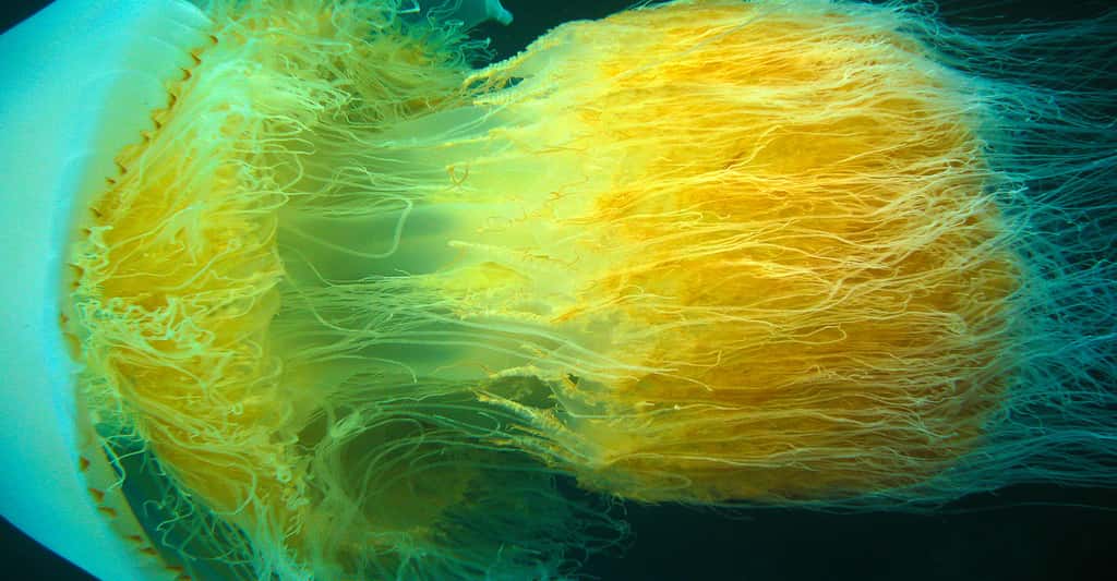Pourquoi y a-t-il parfois des invasions de méduses ? Ici, la méduse de Nomura, en Corée du Sud. © Janne Hellsten, CC by 2.0