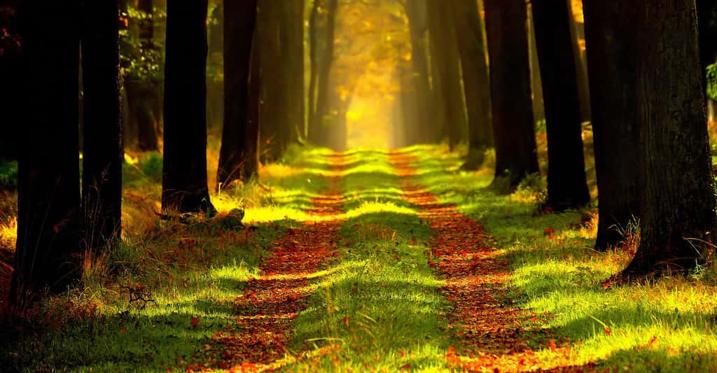 Sentier dans la forêt. © Ersi - Domaine public