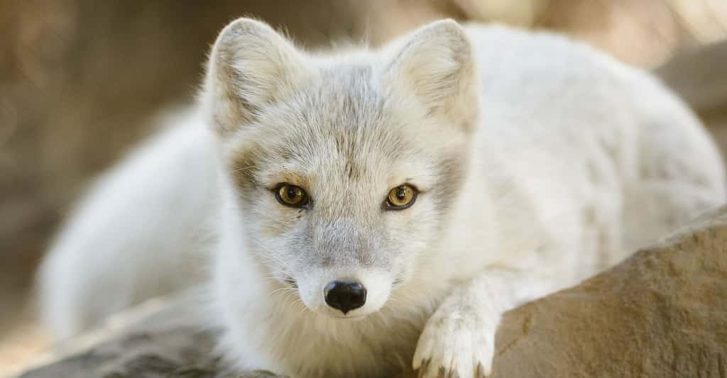 Vulpes lagopus : le renard polaire aux Aléoutiennes