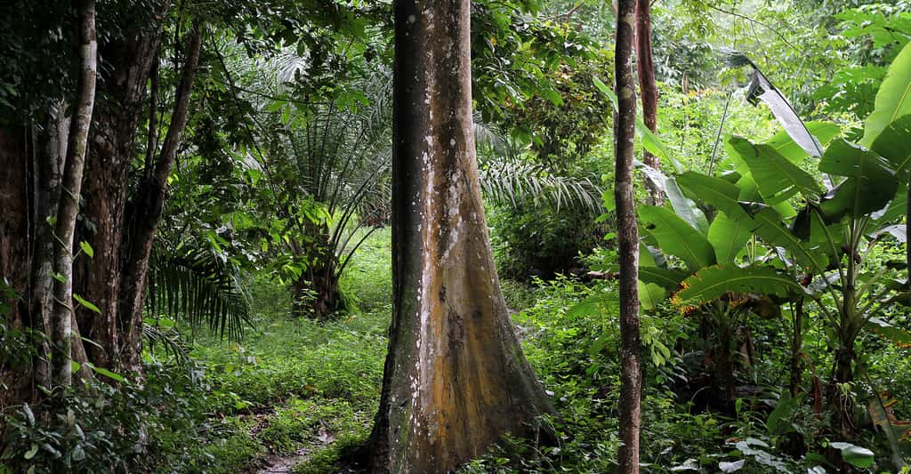 Forêt du Cameroun. © AGRIPO, CC by-sa 4.0