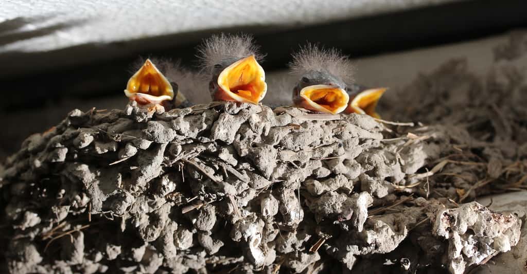 Nid de jeunes hirondelles rustiques (hirundo rustica gutturalis). © Alpsdake - CC BY-SA 4.0