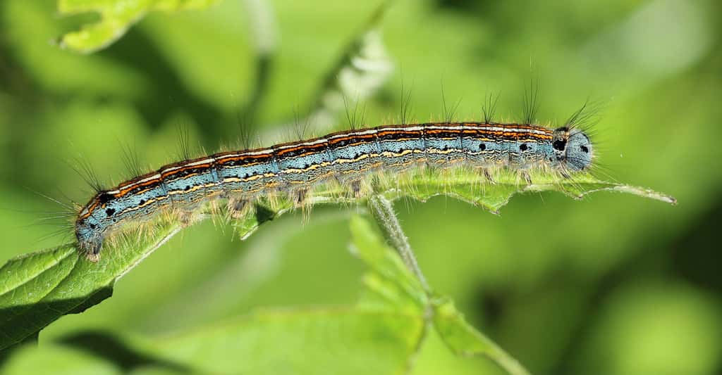 Chenille de <em>Malacosoma neustria caterpilla</em>r. © Nidan, Domaine public