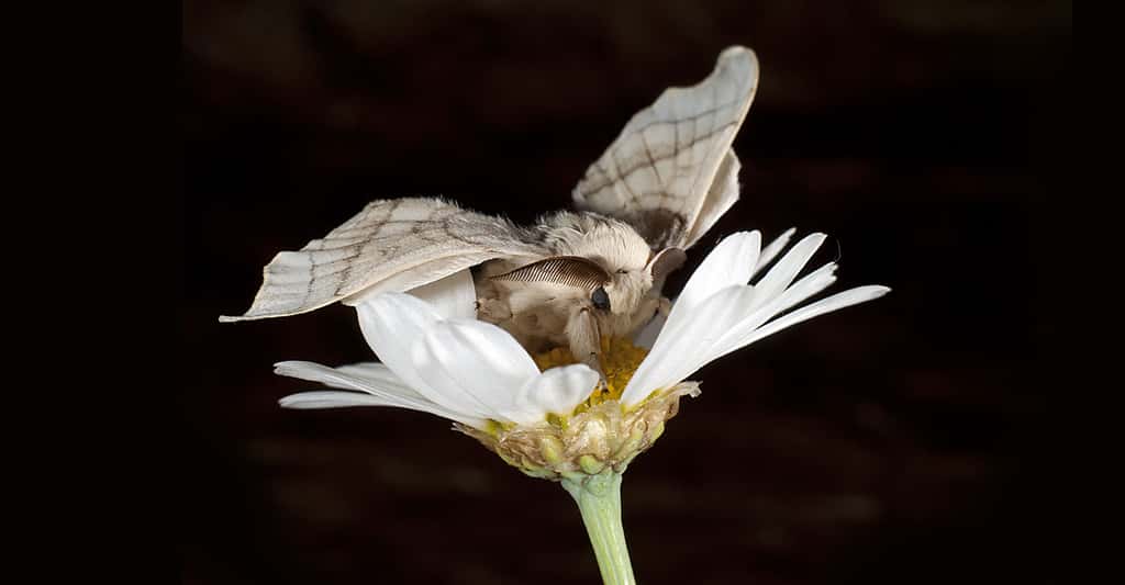 <em>Bombyx mori</em> (Linnaeus, 1758). © Nicola Dal Zotto, Shutterstock