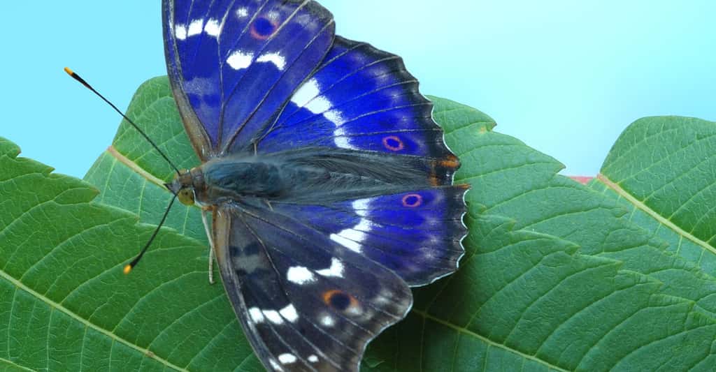 Les couleurs des papillons