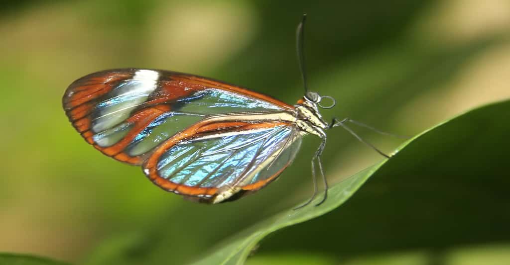 L'élégance d'un papillon. © Eric Valenne, Shutterstock