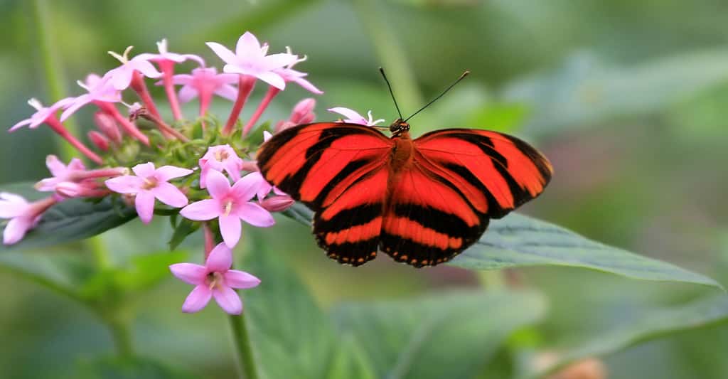 Papillon du Costa Rica. © Éric Valenne, Shutterstock