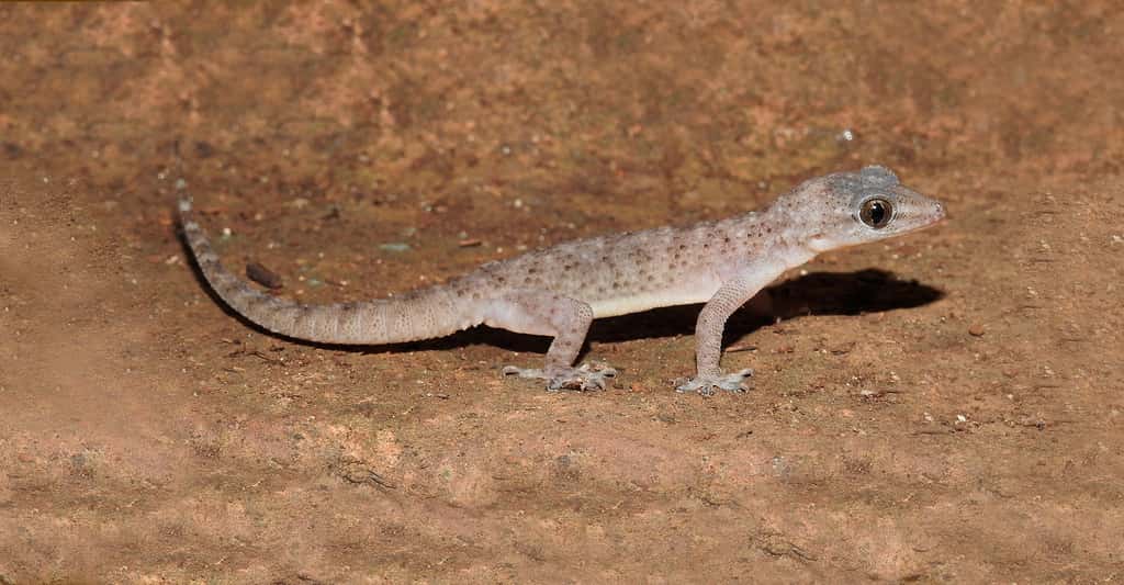 Le gecko. © Dr. Raju Kasambe, CC by-sa 4.0