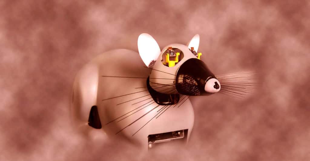 Psikharpax, le robot-rat, qui développe tout seul des capacités, par apprentissage.<br />© CNRS Photothèque/ISIR/Rajau Benoît 