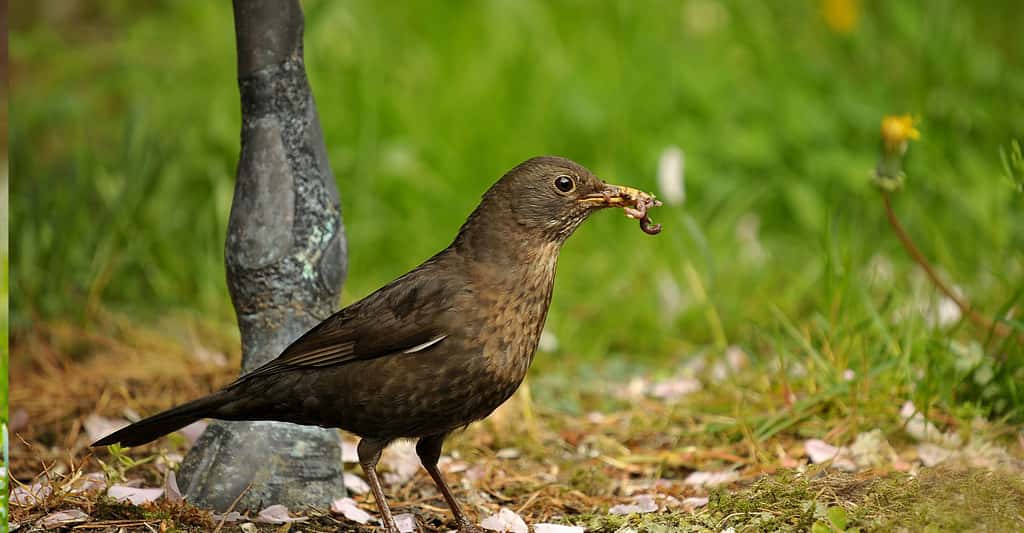 Les oiseaux les ennemis des vers de terre. © Susannp4, Pixabay, DP