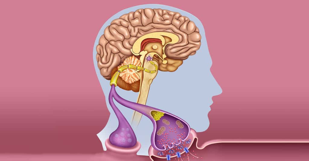 Effets sur les neurones du cerveau. © Alexilusmedical, Shutterstock