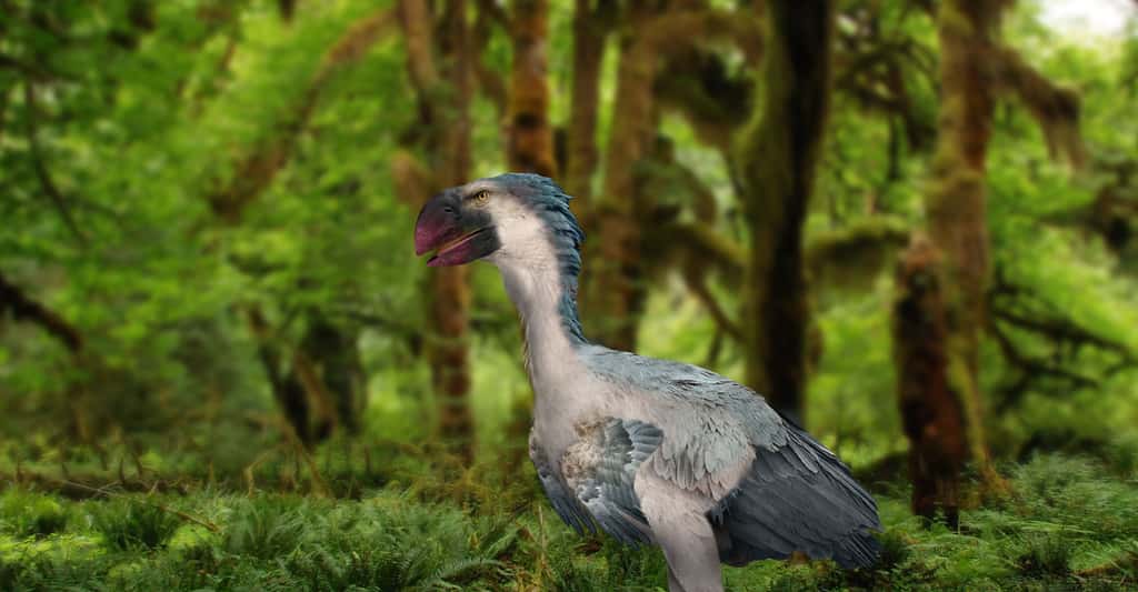 L'oiseau géant Gastornis, successeur des dinosaures ?