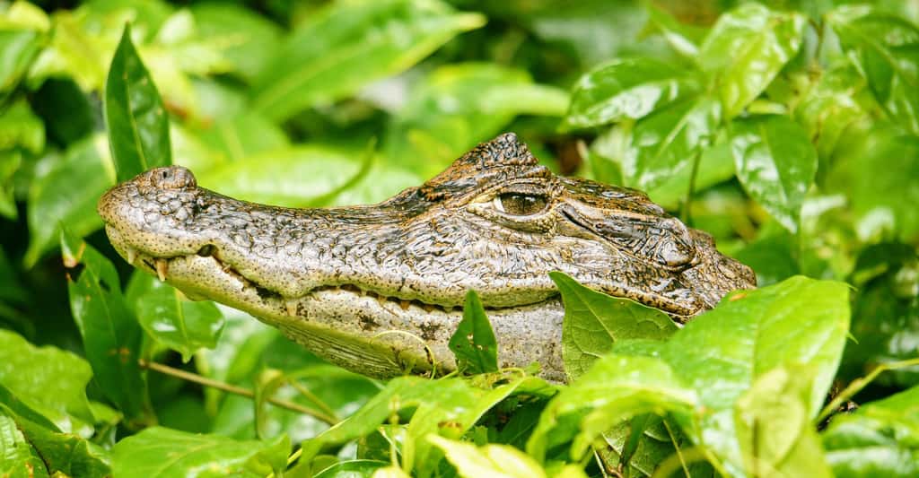 Reptiles et crocodiliens : classification et description