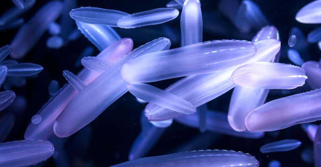 Méduses. © H.Tanaka - Shutterstock