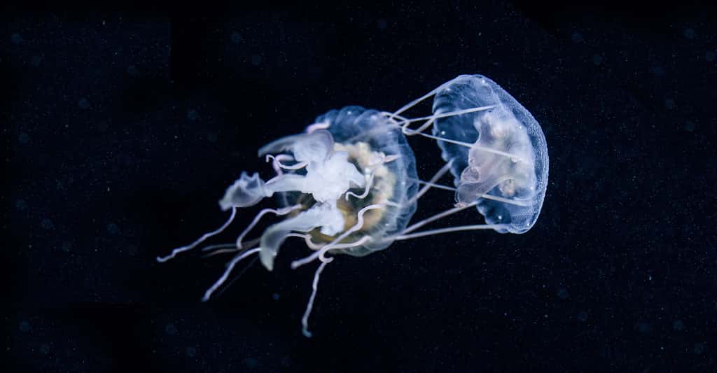 Méduse <em>pelagia nocticula</em>. © H.Tanaka - Shutterstock