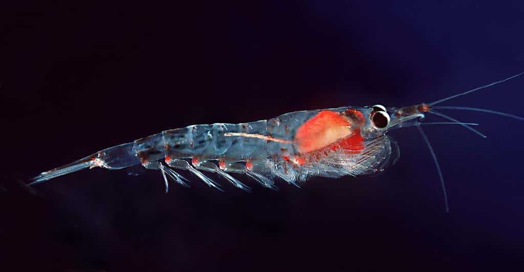 Pour en savoir plus sur le plancton