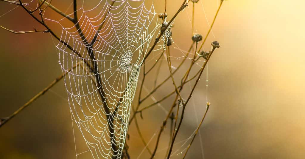 Les toiles d'araignées sont fascinantes. © Chuetz-mediendesign, DP