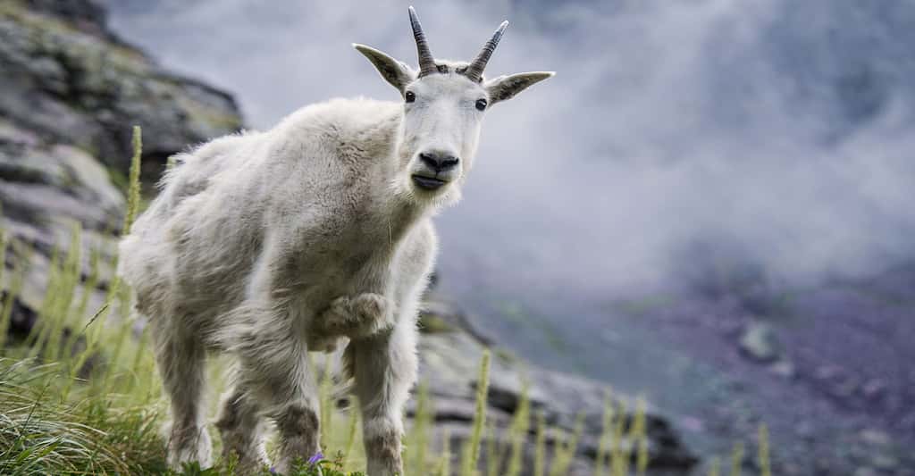 Des chèvres génétiquement modifiées pour produire une fibre ultra-résistante