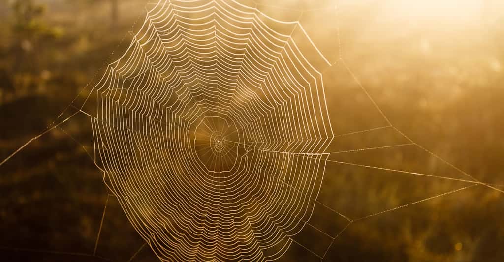 Certaines araignées peuvent produire jusqu'à sept types de fibres différentes. © Teemu Tretjakov, Shutterstock