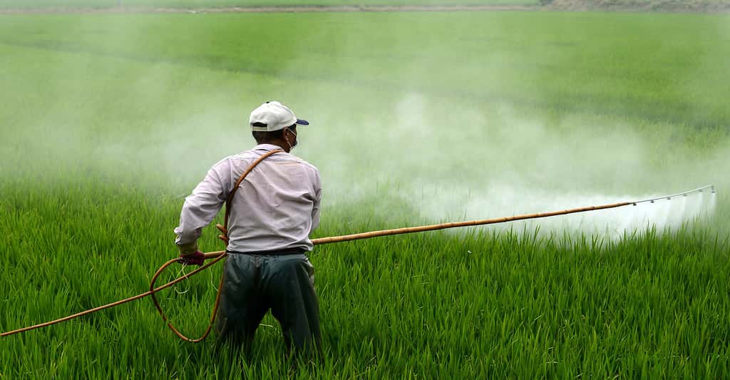 Des résidus de pesticides sur les aliments