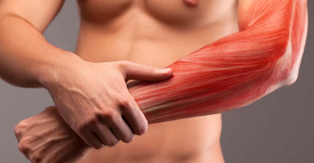 Anatomie musculaire du bras. © Bluskystudio - Shutterstock