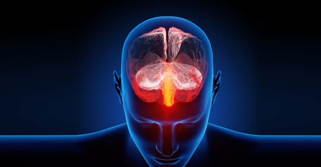  Description du système nerveux humain. © Ra2 studio, Fotolia.com