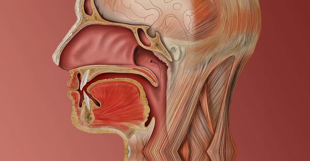 Profil de la cavité buccodentaire. © Patrick J. Lynch, medical illustrator, CC by 2.5