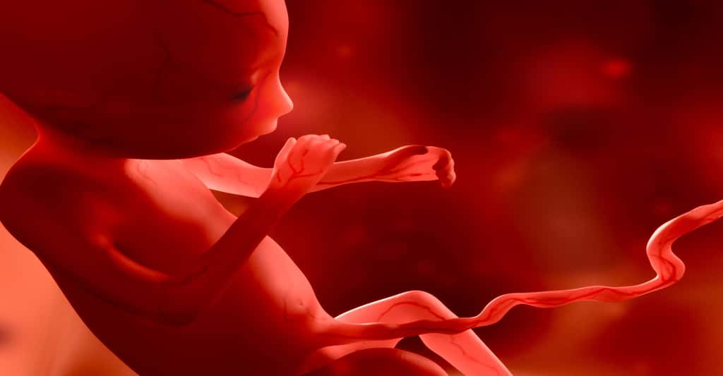 Au cinquième mois de grossesse, le fœtus bouge beaucoup et la maman sent enfin ses mouvements. ©Juan Gaertner, Shutterstock