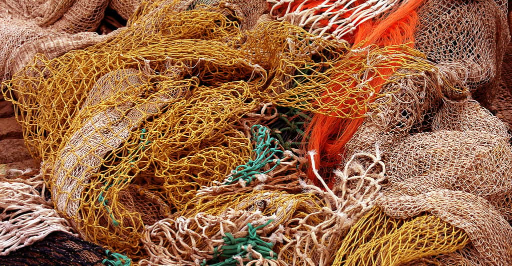 Le cas du hoki labellisé MSC : une pêche durable ?