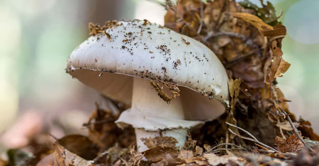 Le rosé des prés (<em>Agaricus campestris</em>) est un champignon comestible qui pousse au pied des arbres. © Jolanda Aalbers, Shutterstock
