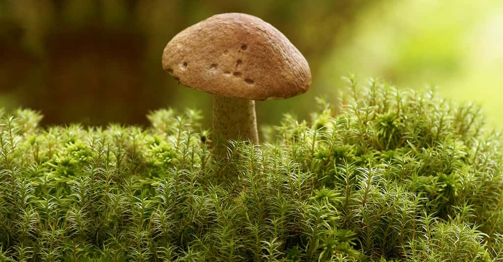 Cueillette des champignons : saison, règles, amendes…