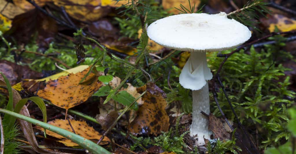 L'amanite printanière (<em style="line-height: 1.5em;">Amanita verna</em>) est un champignon mortel. © Yauhenka, Shutterstock