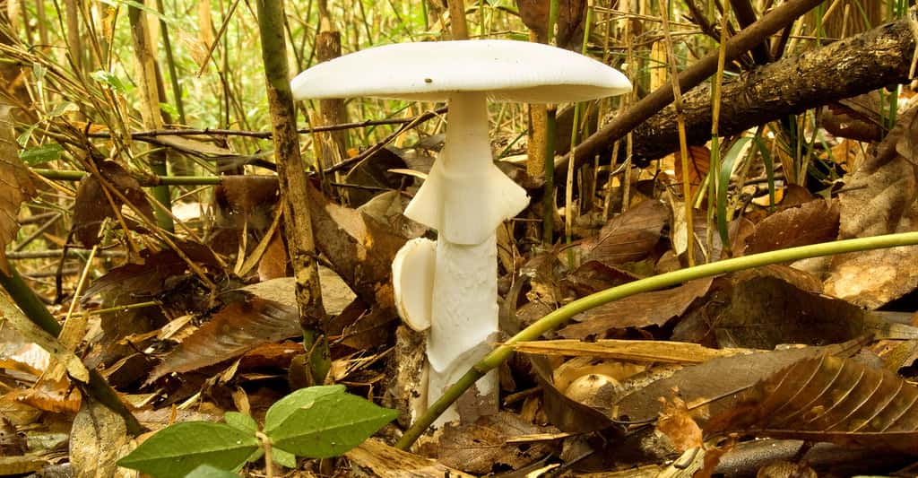L'amanite vireuse (<em>Amanita virosa</em>) est un champignon mortel. © S64, CC by 3.0