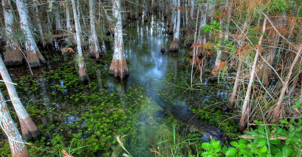 Floride : le parc national des Everglades