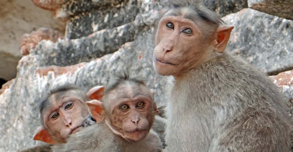 Groupe de macaques à bonnet dans le temple de Virupaksha à Hampi. © Jean-PierreDalbéra - CC BY-NC 2.0