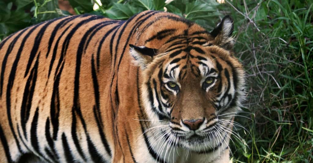Tigre du Bengale. © Alfonzopasphoto - CC BY-SA 3.0