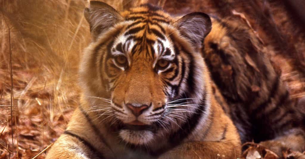 Tigre (<em>Panthera tigris</em>) juvenile. © Bernard Dupont - CC BY-SA 3.0