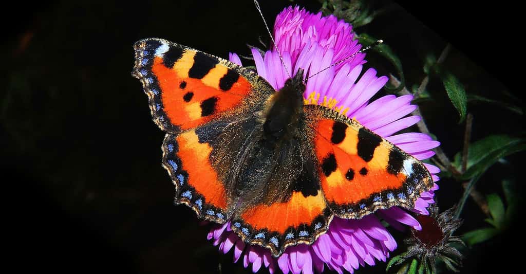 Papillon paon. © Kapa65 CCO