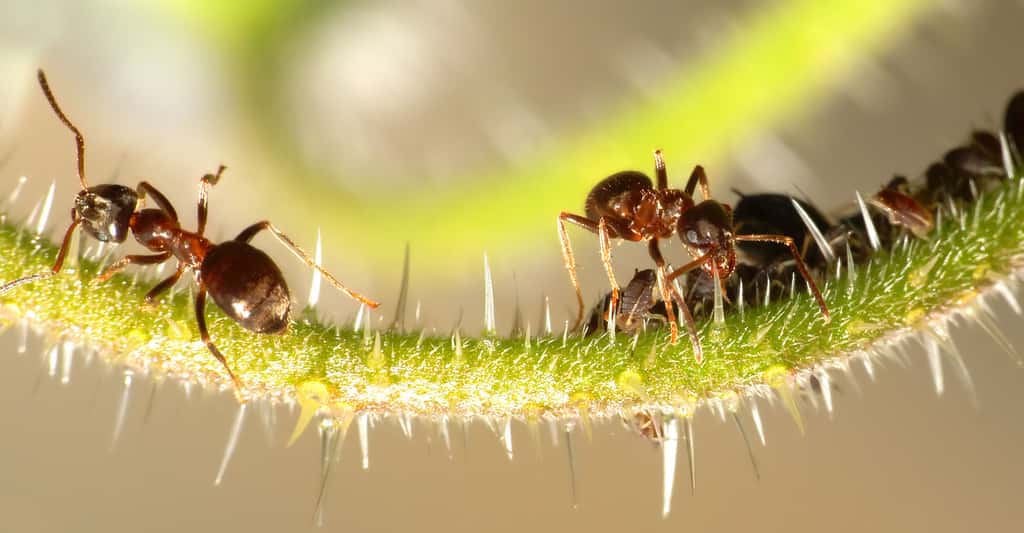 Fourmis (<em>Formicidae sp.</em>) protégeant des pucerons <em>(Aphidoidea sp.</em>). © Thomas Bresson - CC BY 3.0