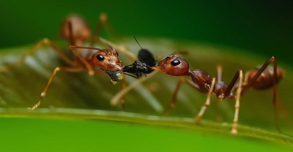 Mode de vie des insectes : le cas particulier des insectes eusociaux