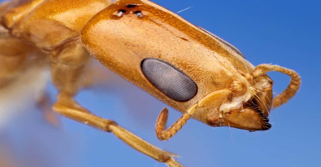 <em>Pseudomyrmex filiformis</em>. © Insects Unlocked - CC BY-NC 2.0