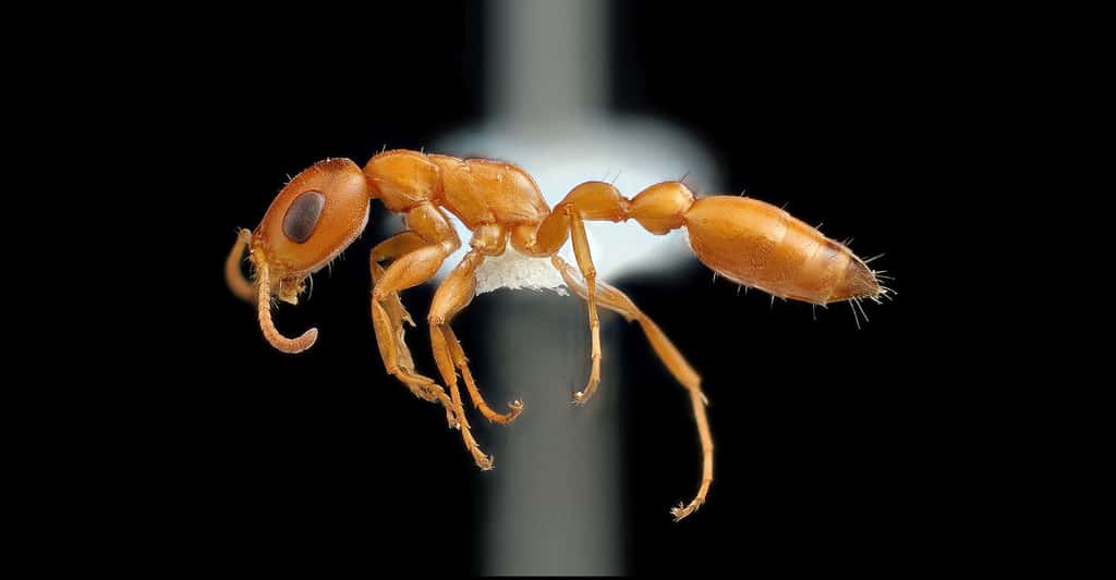 <em>Pseudomyrmex apache</em>. © Insects Unlocked - CC BY-NC 2.0
