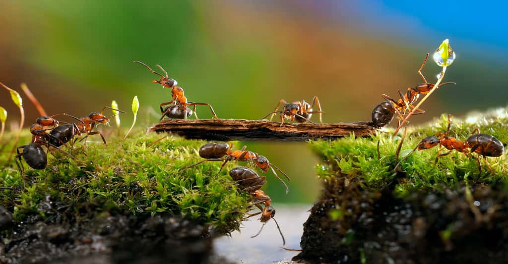 Les fourmis prédatrices : stratégies de chasse