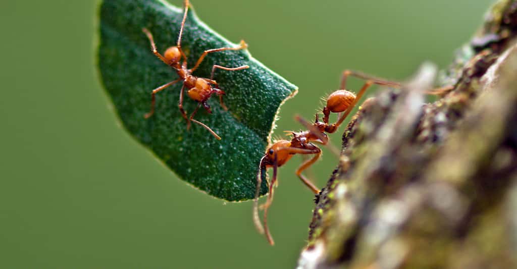 Les fourmis champignonnistes. © Kathy &amp; sam - CC BY 2.0