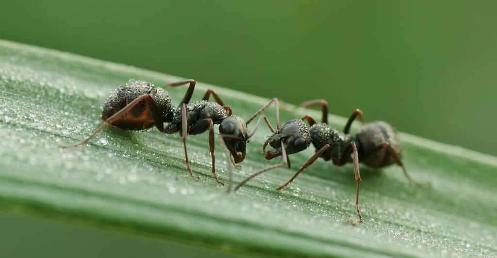 Formica fusca fourmi noire. © Mathias Krumbholz - CC BY-SA 3.0